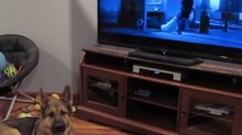 A reação de um pastor-alemão ao ver uma cena com lobos no filme "Zootopia"