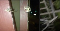 Aranha não gosta de ser filmava por humano e decide acabar com a brincadeira à sua maneira...