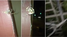 Aranha não gosta de ser filmava por humano e decide acabar com a brincadeira à sua maneira...
