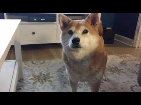 Cute Shiba Inu Howls to Get a Bone