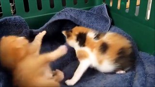 TOP 5 CAT VIDEOS #7