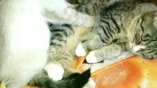 Kitten offers free massages