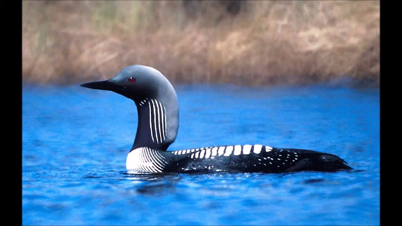 Loon Bird Call Sound Effect