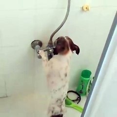 Cachorro tomando banho sozinho