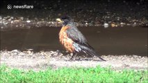 Robin takes bath in puddle after night of heavy rains