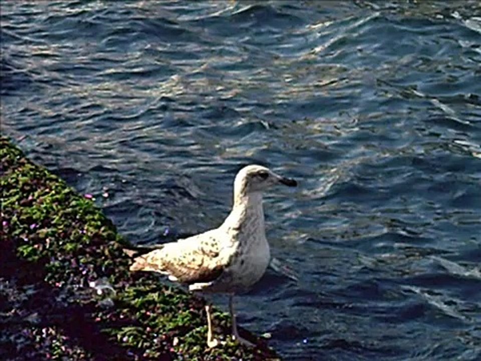 Uçak Yaparım  Haluk Levent