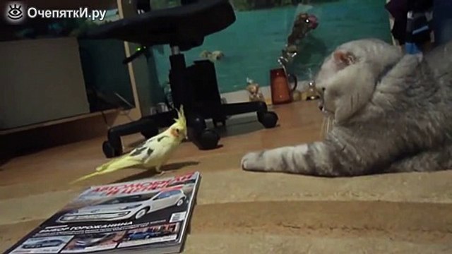 Мирное сожительство кота и попугая