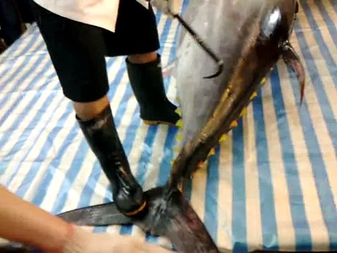 2010/05/22 - 台中台糖量販店黑鮪魚分切秀 part 1