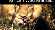 Most Amazing Wild Animal   lion, tiger, anaconda, deer, Crocodile