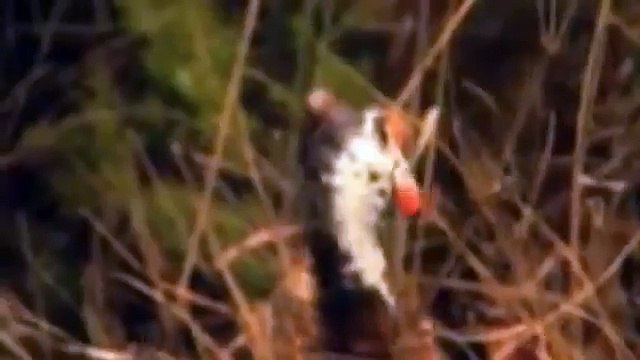 Most Amazing Wild Animal - lion, tiger, anaconda, deer, Crocodile, Rhino