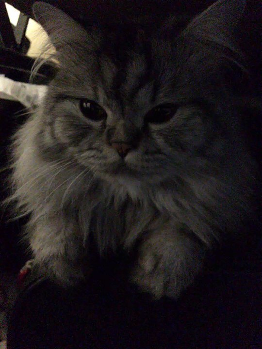 cats lover