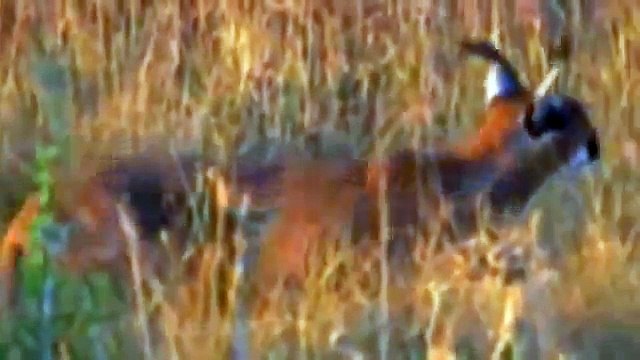 Most Amazing Wild Animal lion, tiger, anaconda, deer, Crocodile, Rhino