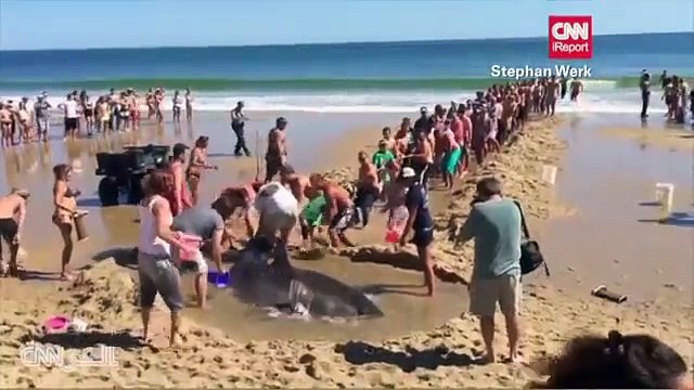 شاهد لحظة انقاذ قرش أبيض عملاق على الشاطئ