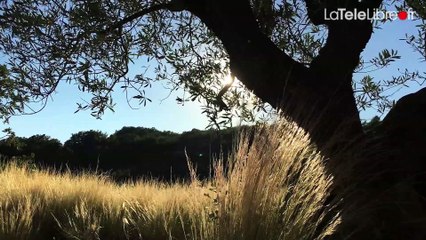 MES VACANCES EN PLAN SEQUENCE #5 - VINCENT TOUJOURS A SIGONCE