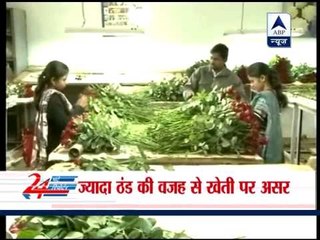 Cold wave affects Valentine day due to shortage of roses