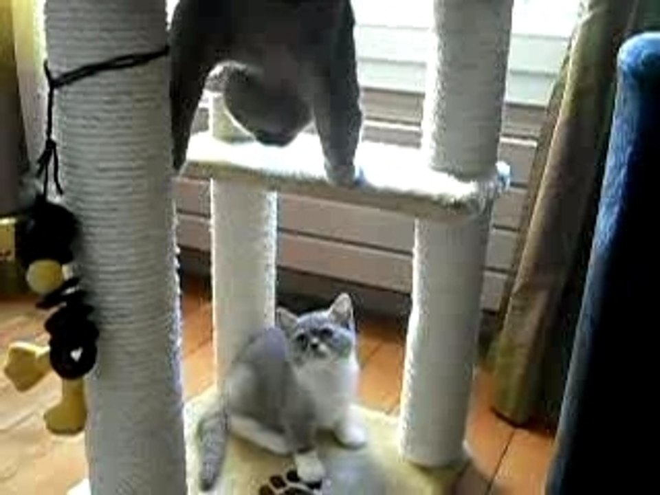 Niobée et Chine se rapprochent sur l'arbre à chat