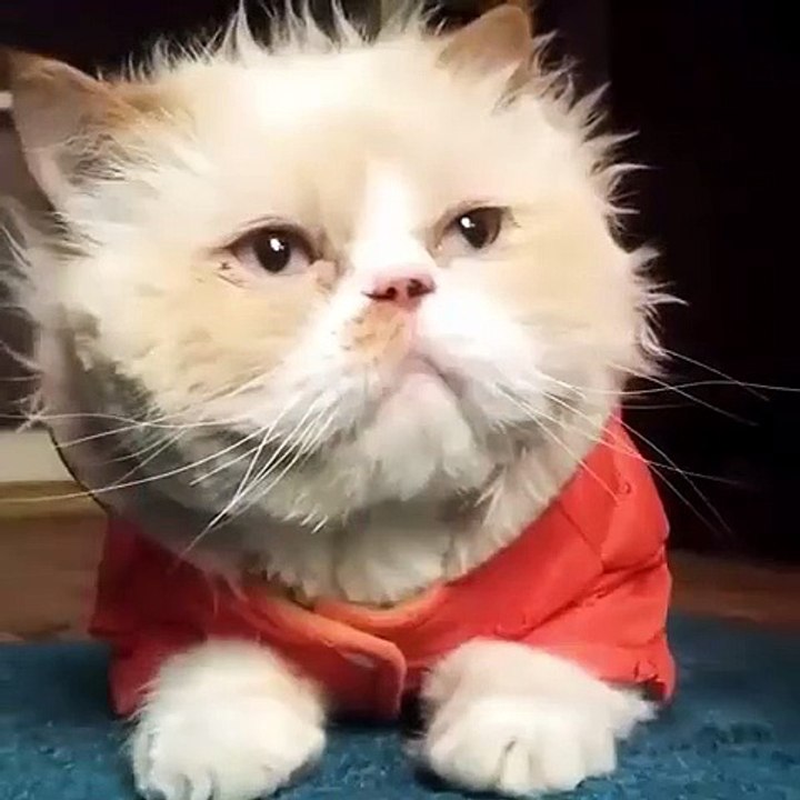 Cat Dancing with Michael Jackson Song