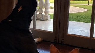 Great Dane and Cat watch squirrel together