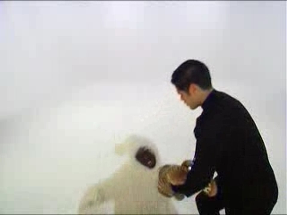 Cinema De Jamel - Le Guepard