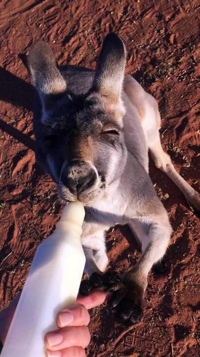 Orphan Baby Kangaroo Holds Hands While Drinking Milk