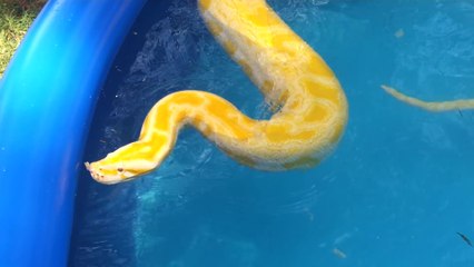 Girl Swims with Huge Burmese Python