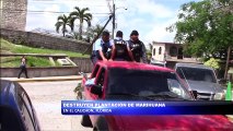 Destruyen plantacion de marihuana en El Calichon, Florida