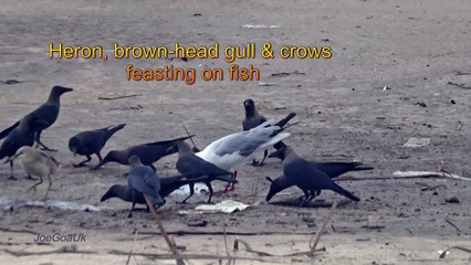Feasting on fish