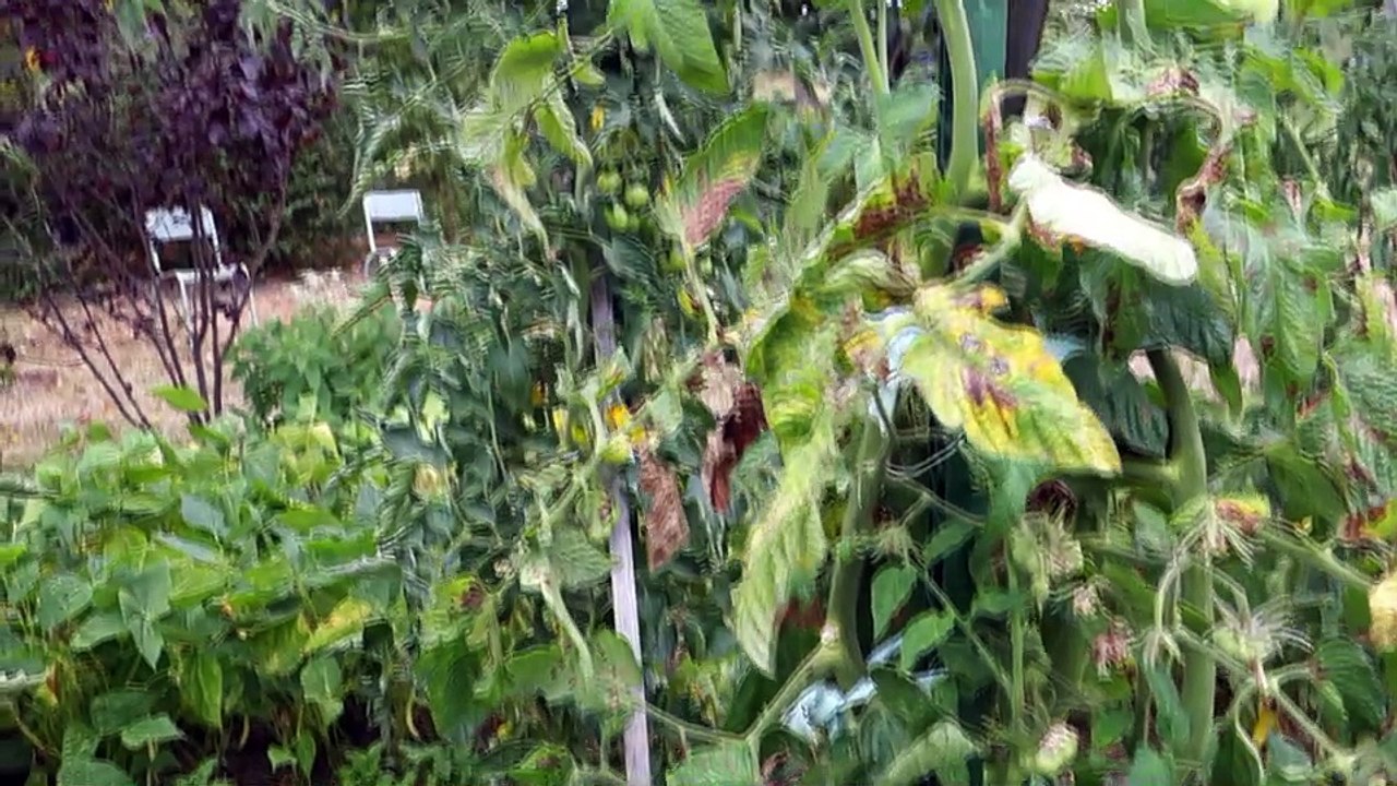 HIRONDELLES