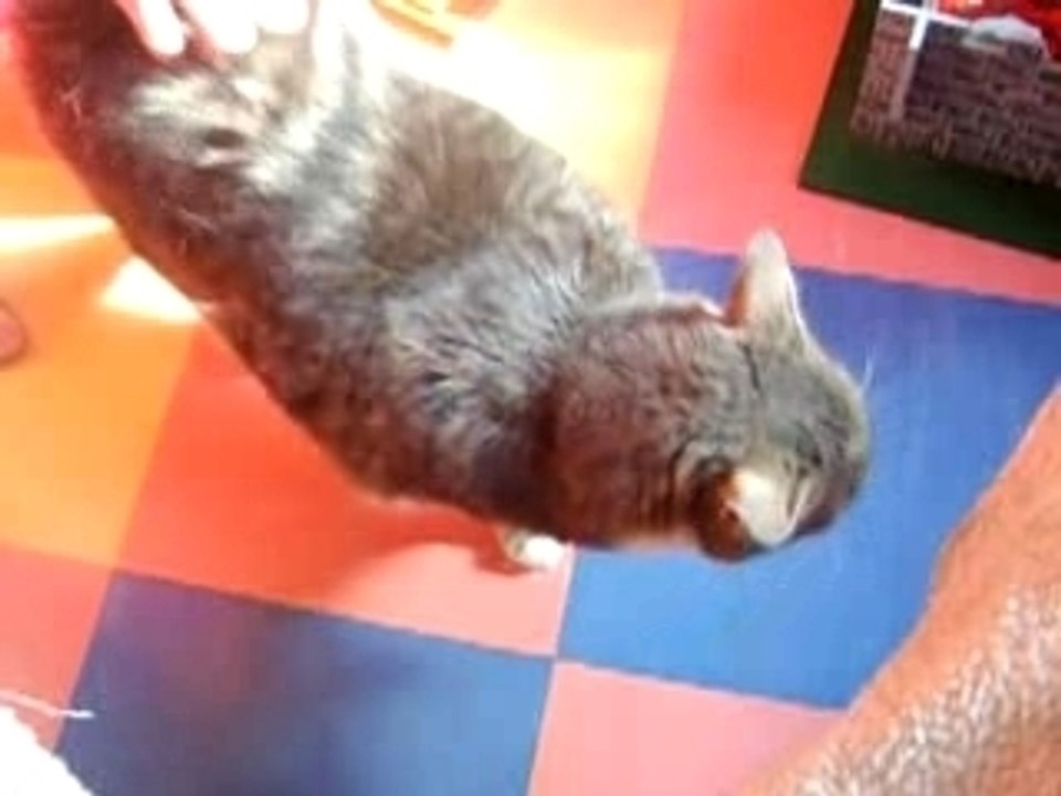 mon chat