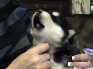 Husky puppy howling
