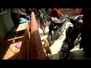 Animal lovers fight to keep dogs off the menu