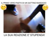Il primo vero pasto di un gattino randagio