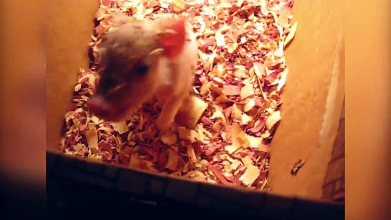 Adorable Piglet Compilation