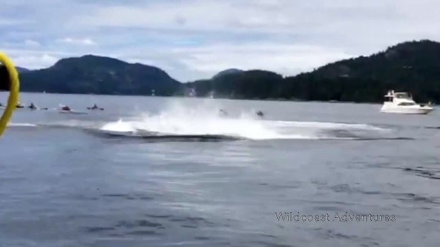 Des baleines à bosse paradent et sautent sous les yeux ébahit des touristes