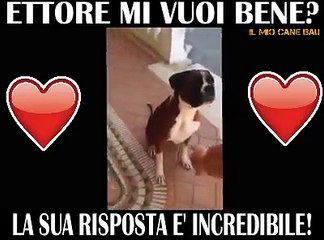 Chiede al cane "Mi vuoi bene?" e lui risponde in maniera incredibile!