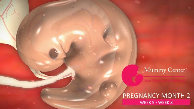 2nd Month of Pregnancy – Definitive Guide For Pregnancy Month 2 _ Week (5,6,7,8) _ Mummy Center