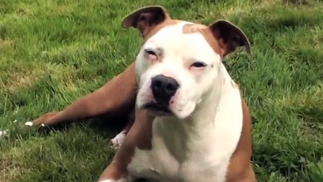 Coaching of Mentoring Programma's - e survey nl