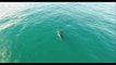 Recently-born whale calf swims with mum off Australia