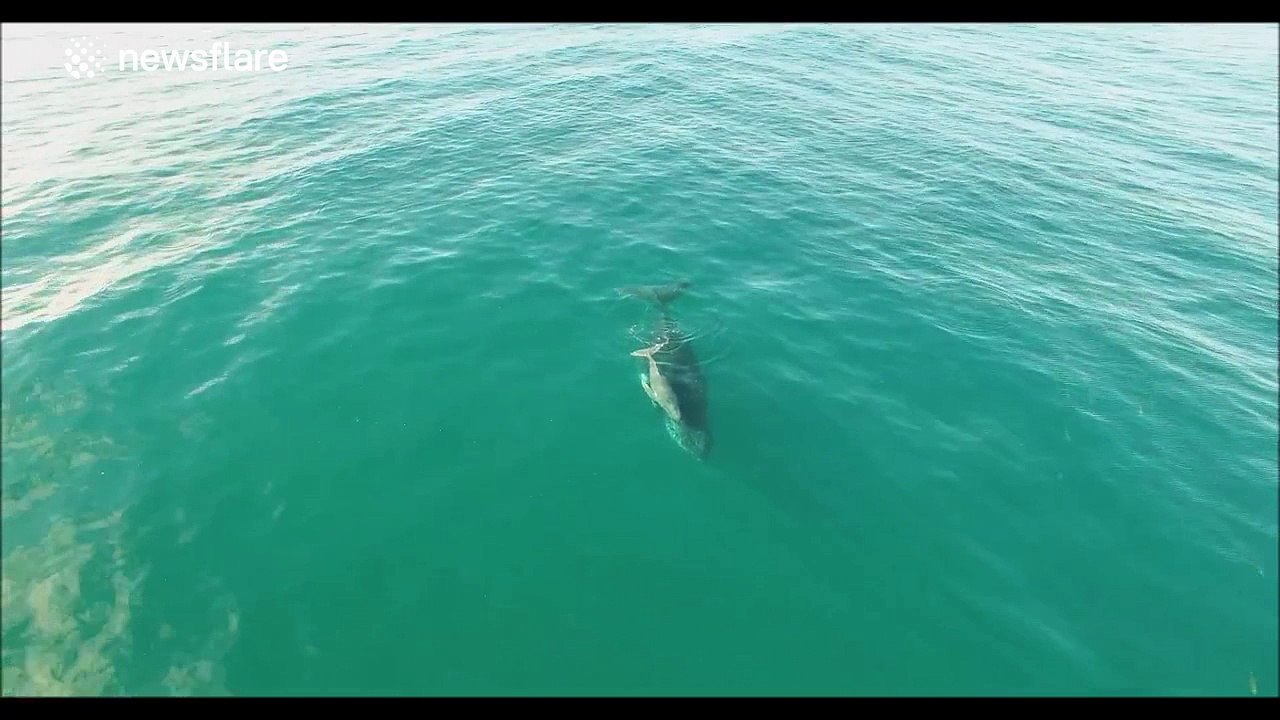 Recently-born whale calf swims with mum off Australia
