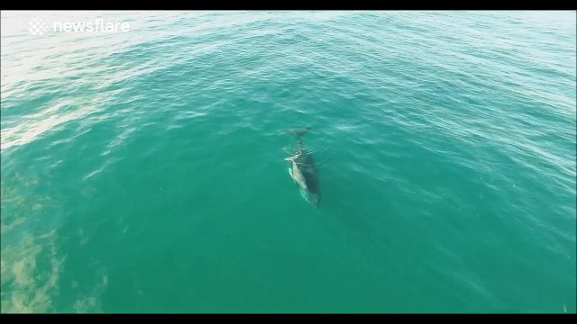 Recently-born whale calf swims with mum off Australia