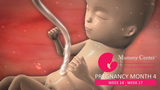 4th Month of Pregnancy – Definitive Guide For Pregnancy Month 4 - Week (14,15,16,17) - Mummy Center