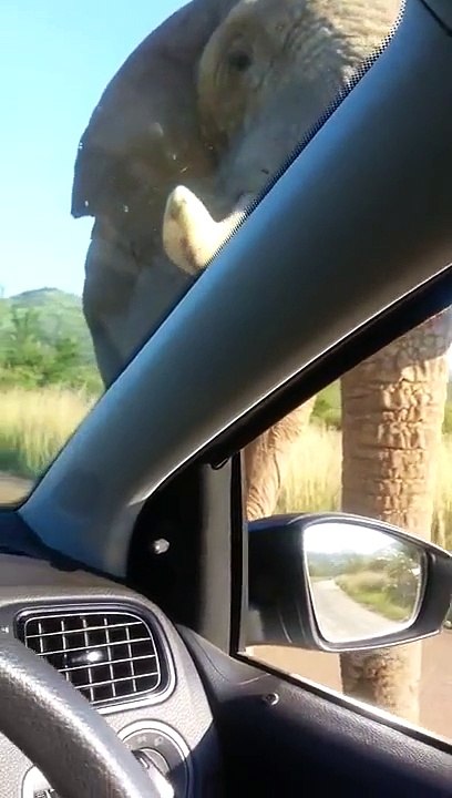 Un éléphant éclate le pare-brise d'une voiture de touristes