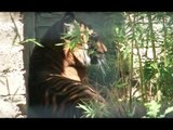 Napoli - Zoo, boom di visitatori e nuove specie animali (20.08.16)