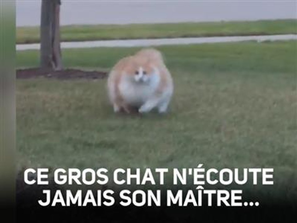 Billy ferait mieux d'arrêter les lasagnes !