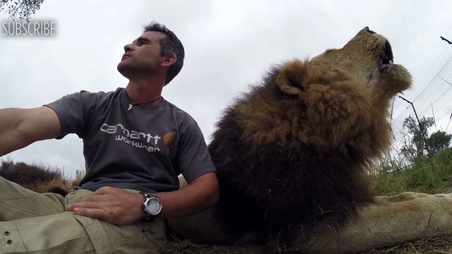 Tu as un message important, mais tes amis les lions ont d'autres projets !