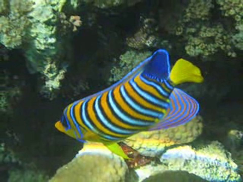 SNORKELING EN MER ROUGE