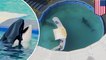 Killer whale abuse: Lolita the orca in Miami Seaquarium, the country’s smallest tank - TomoNews