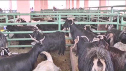 Kurban Bayramı Erzurumlu Besicilerin Yüzünü Güldürecek