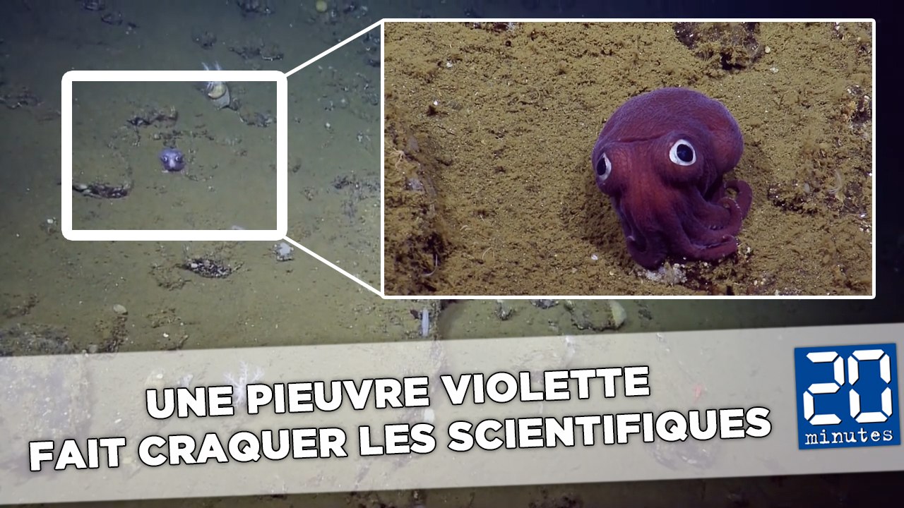 Une mignonne pieuvre violette fait craquer les scientifiques