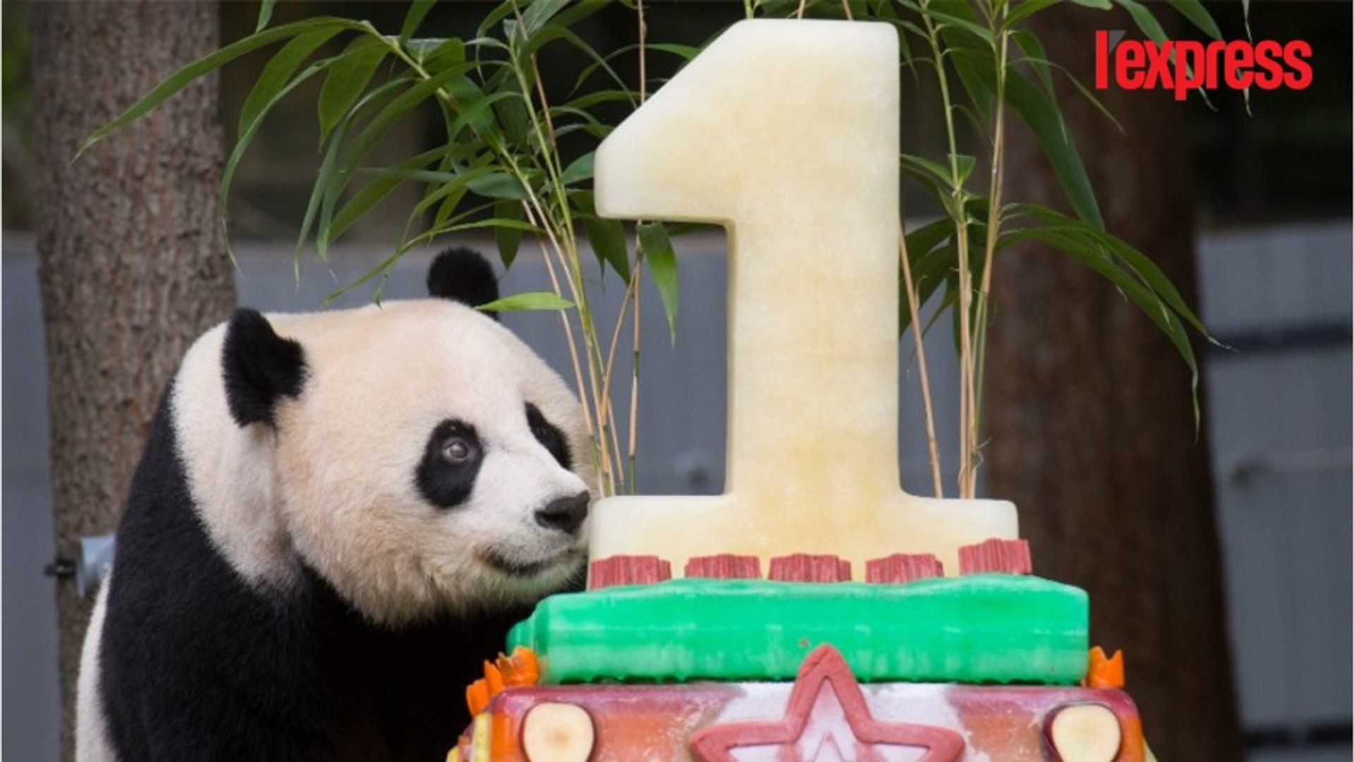 Ce Panda Geant Devore Le Gateau D Anniversaire De Son Enfant Video Dailymotion